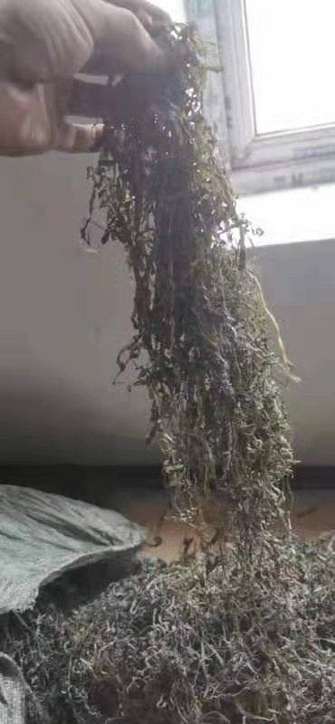 大连大连干海带丝