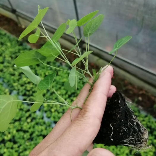 江西粉防己种苗