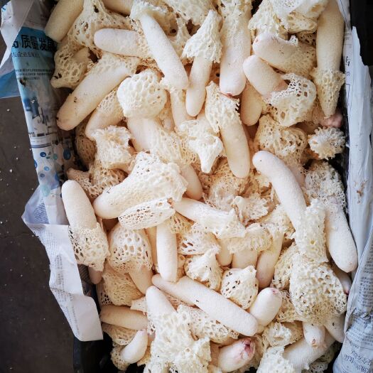 紅托竹蓀