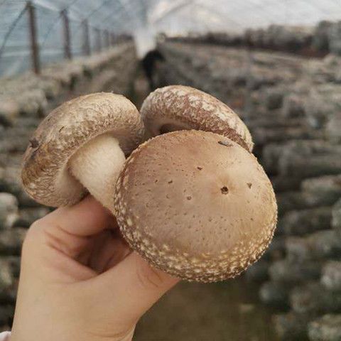 大山野生香菇。香菇干货批发干香菇批发野生香菇