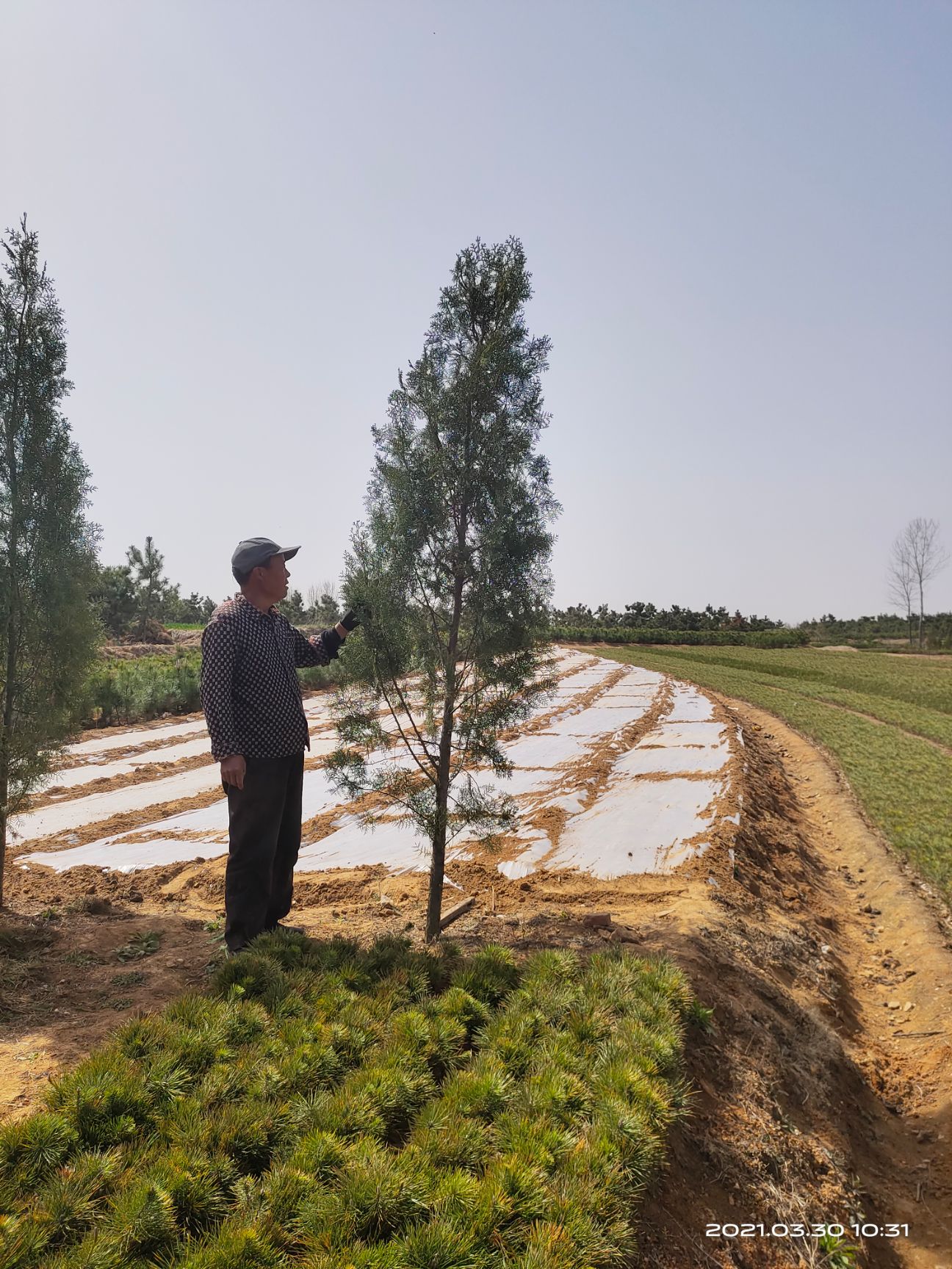 圆枝侧柏  高度3米到3.4米，有货