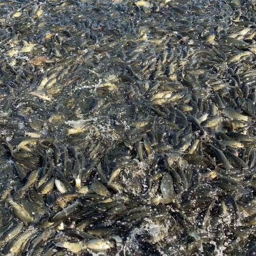 南宁场地直销，网箱草鱼苗，打过两次疫苗，养殖经验丰富，免费指教