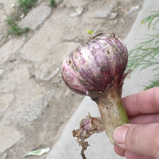新沂市红皮蒜 新鲜大蒜头   个头大小均匀