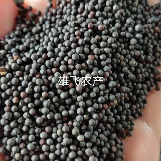 荆州2024年油菜籽湖北菜籽毛菜籽净菜籽出油率高