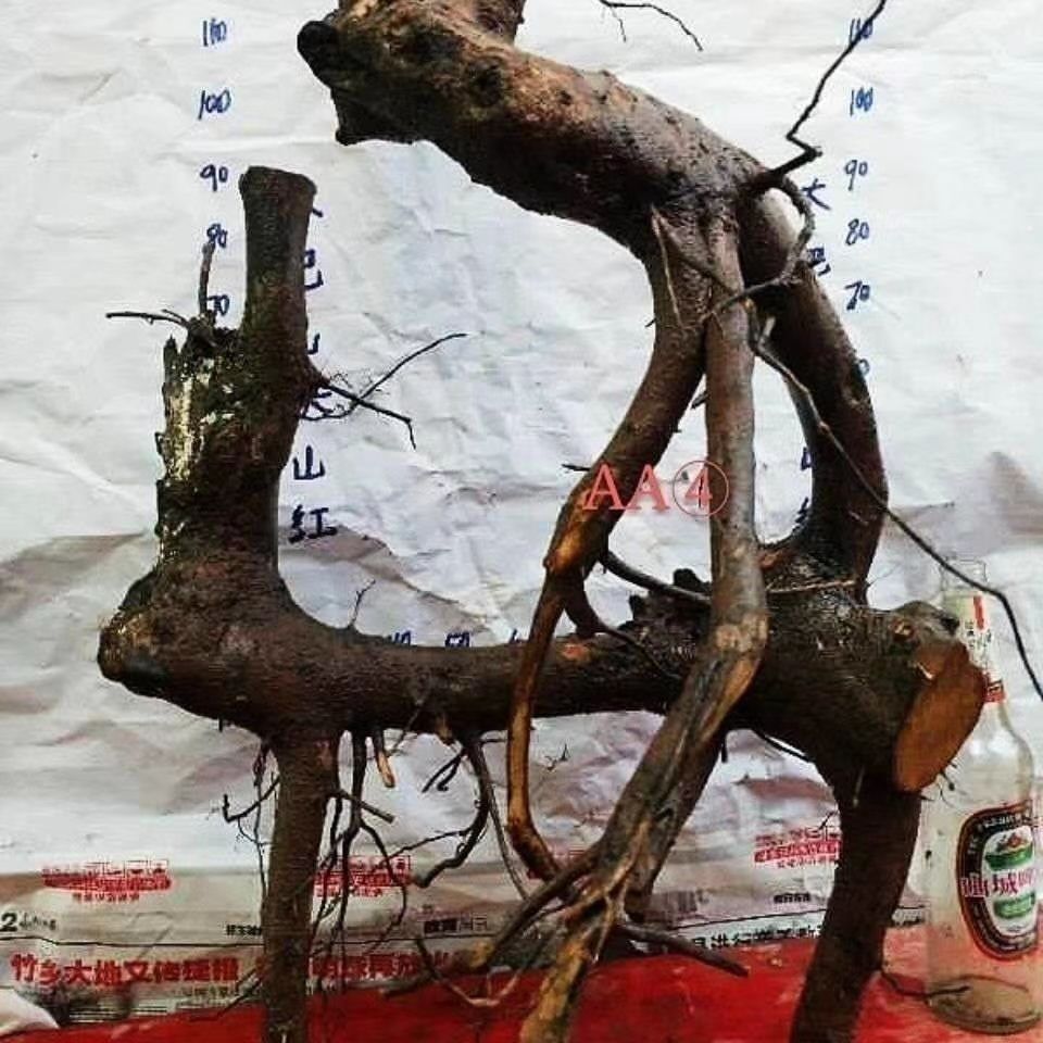  金弹子灌木盆景盆栽生桩