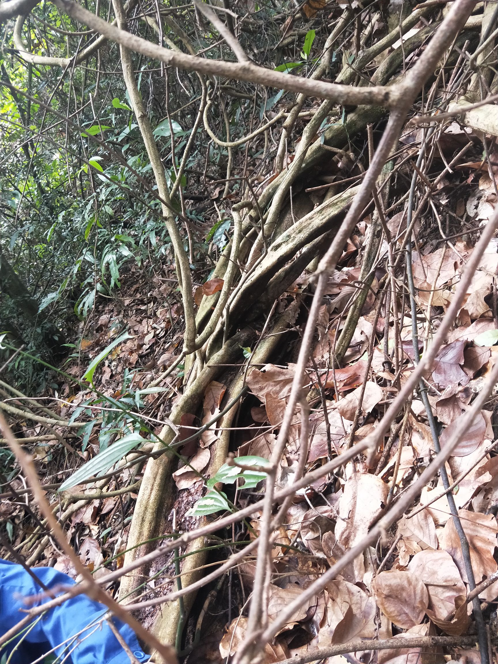 大贸大量鸡血藤