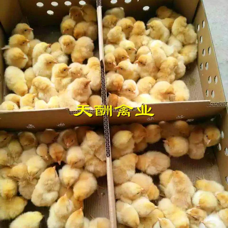 优质三黄鸡苗  优黄公 优黄母 黄脚鸡苗   大红公鸡