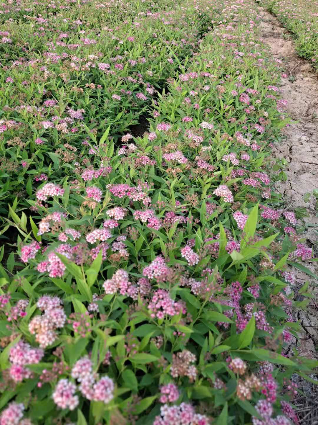 绣线菊 红花绣线菊 麻叶绣线菊 金山绣线菊 营养杯绣线菊基地