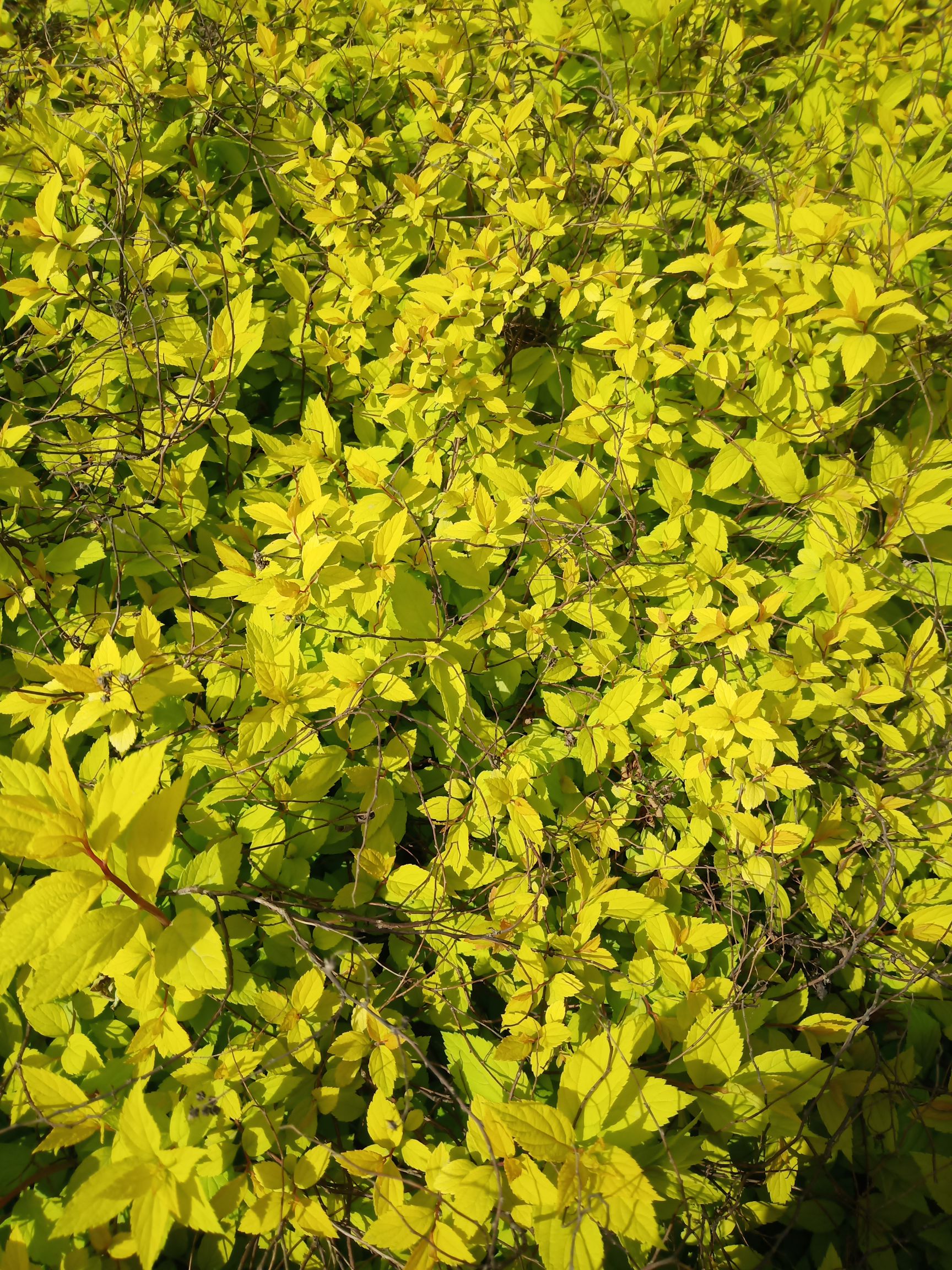 绣线菊 红花绣线菊 麻叶绣线菊 金山绣线菊 营养杯绣线菊基地