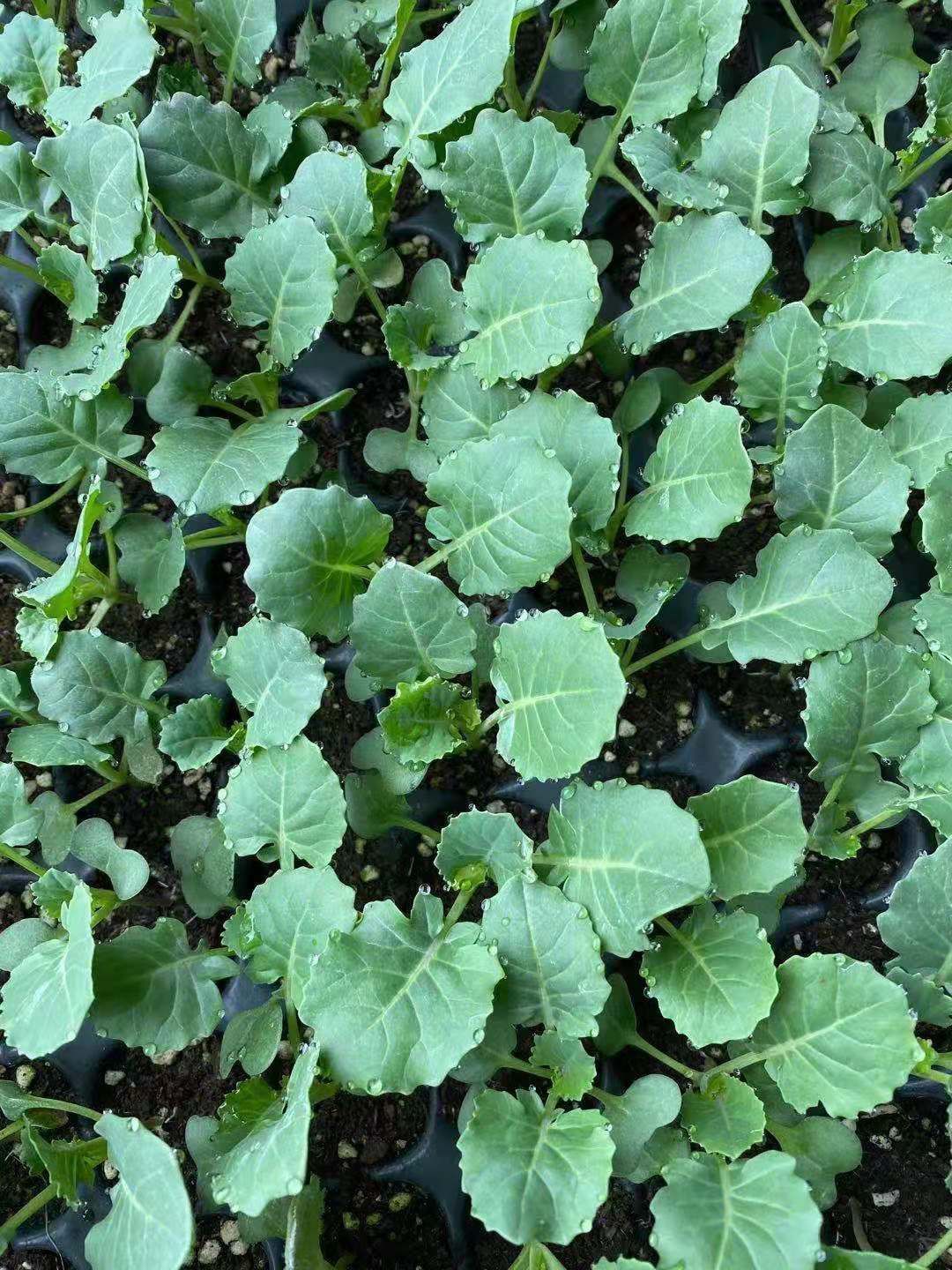 菜花苗 65有机菜花苗 青梗松花菜苗 小米粒 有机 散花菜苗