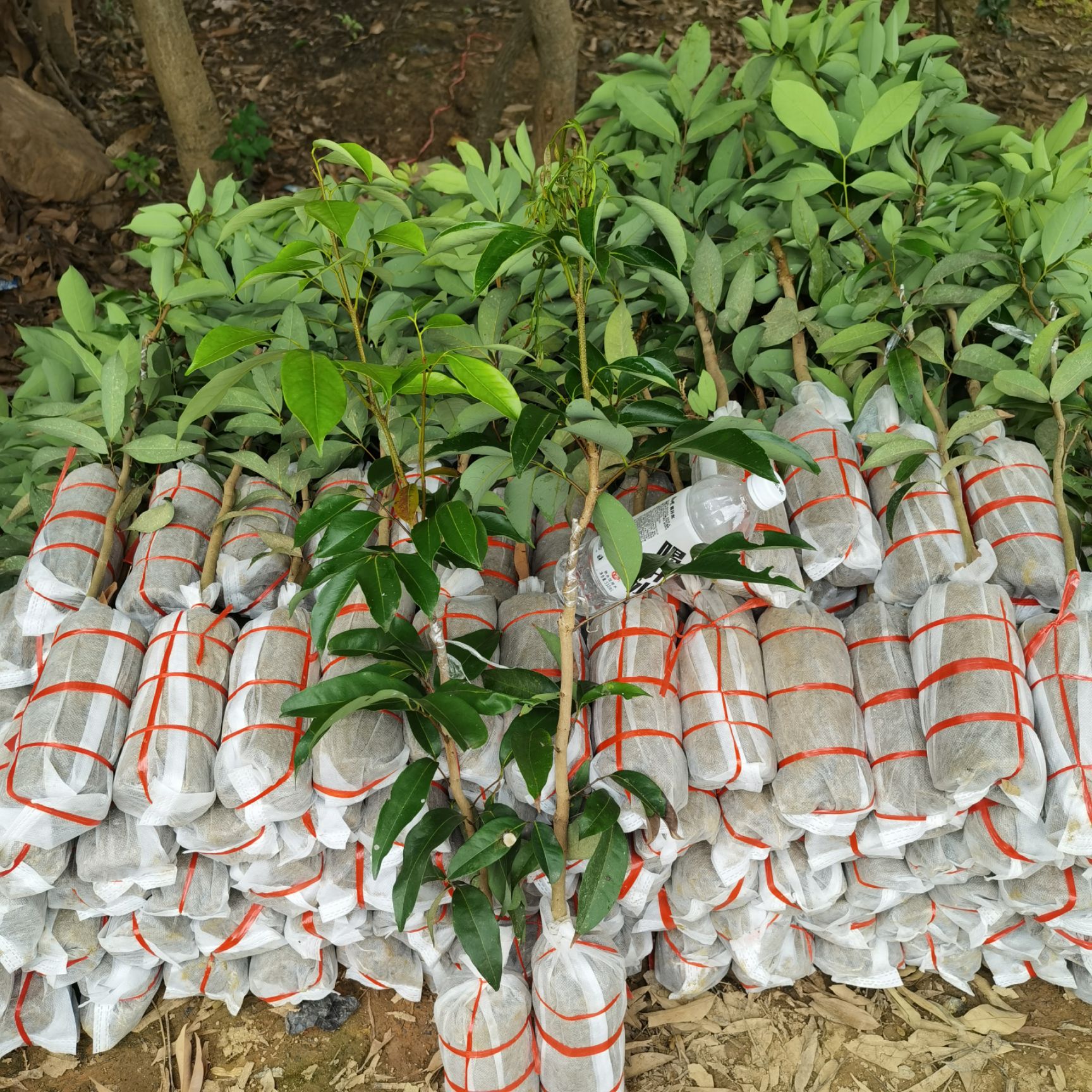 白糖罂荔枝苗  白糖罂荔枝 无核荔枝苗 早熟品种 产量高 易