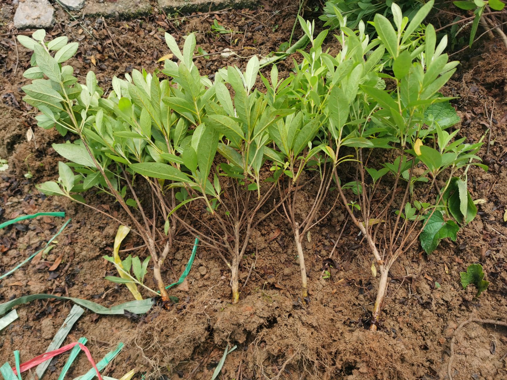 郴州苗木基地大量供应移栽毛鹃 春鹃 杜鹃苗色块小苗及球形