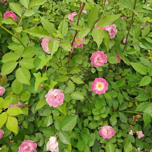 蔷薇 爬蔷薇 红花蔷薇  蔷薇苗 营养杯蔷薇 陕西蔷薇直销