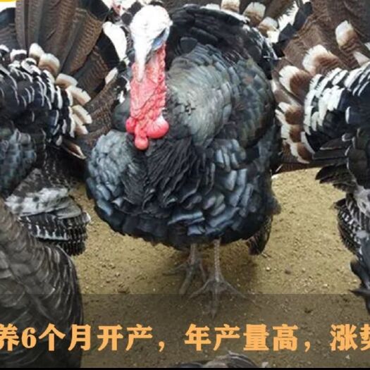 祁阳市纯种火鸡种蛋 受精蛋可孵化种蛋青铜贝蒂娜,(自产自销新鲜发出