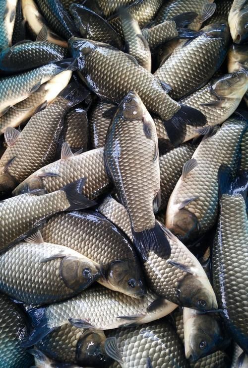 供应鲫鱼苗  鱼苗，鲫鱼，鲫鱼产地直购，量大价优