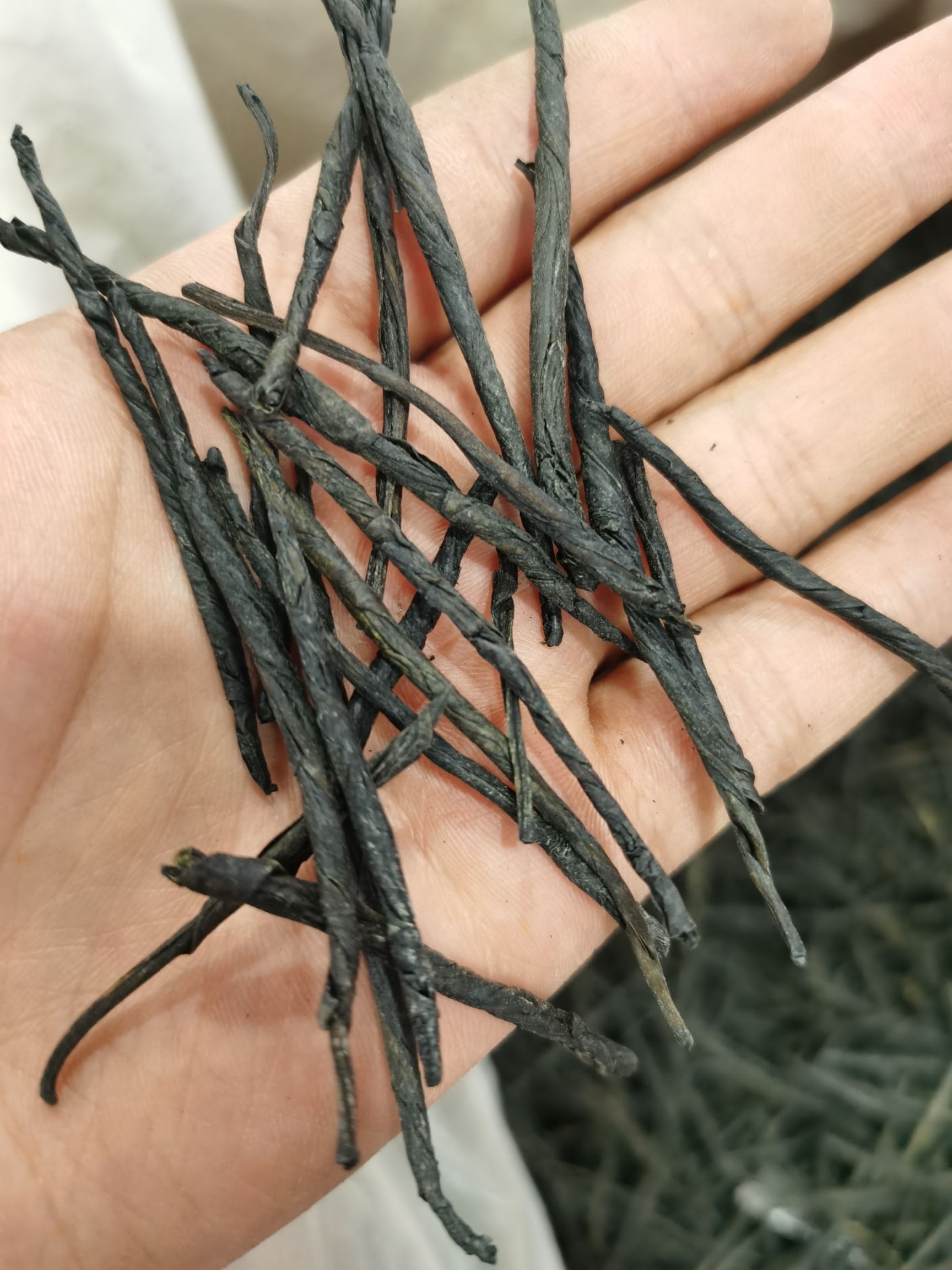 苦丁茶 嫩叶制作各种规格 自然味道 品质保障 24小时发货
