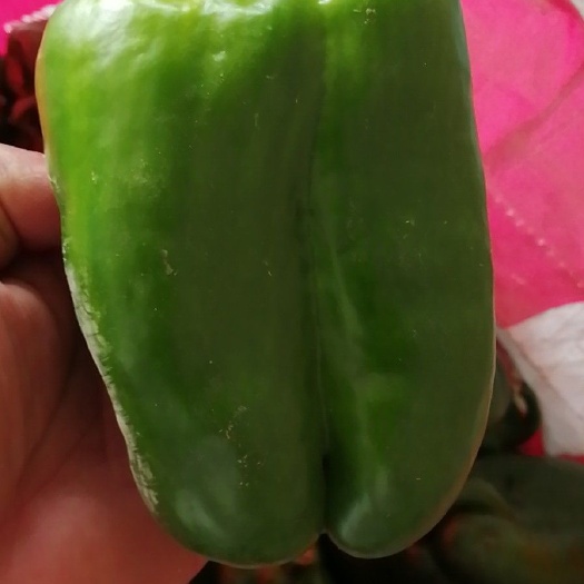 滦南县甜椒  青椒 万亩绿色蔬菜生产基地 暖棚种植