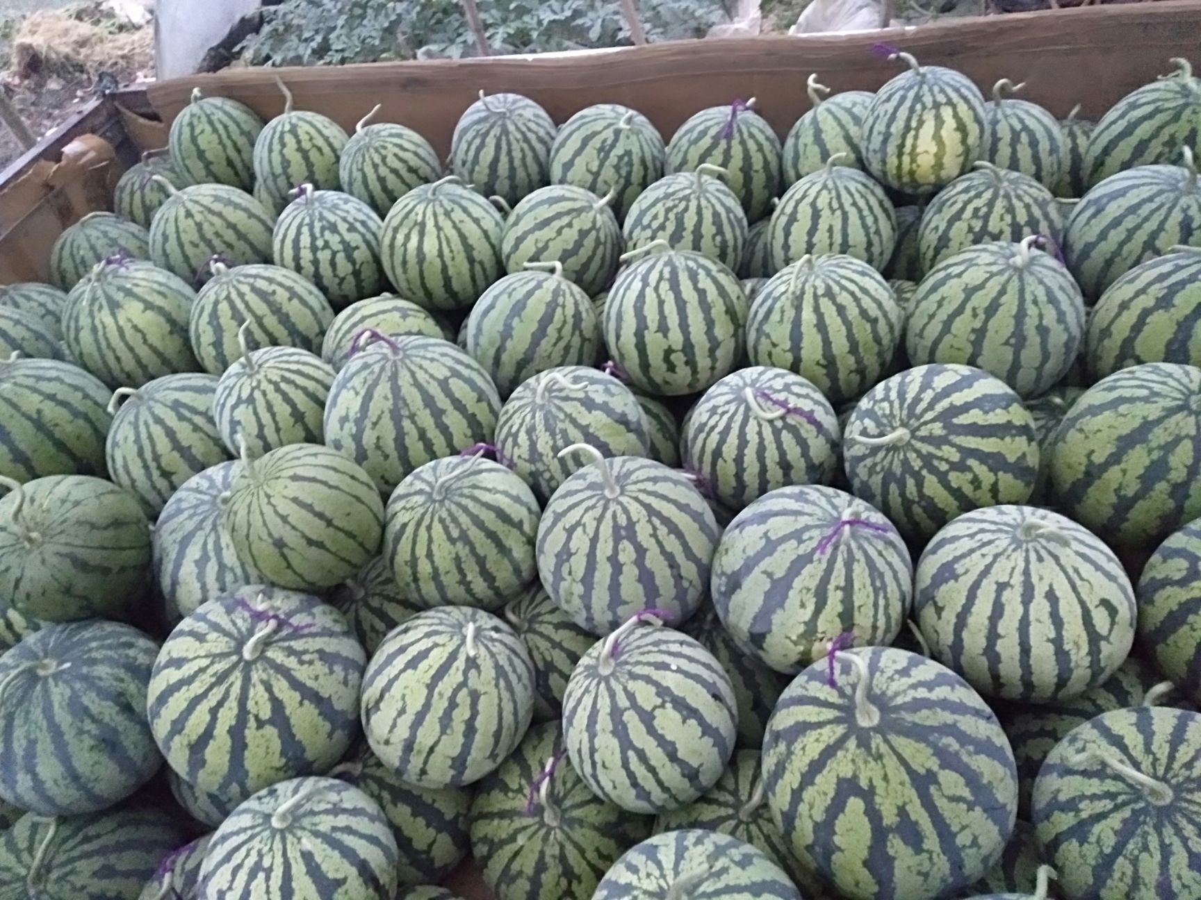 8424西瓜  优质大棚西瓜。上市早，品质高，欢迎前来品尝选购。
