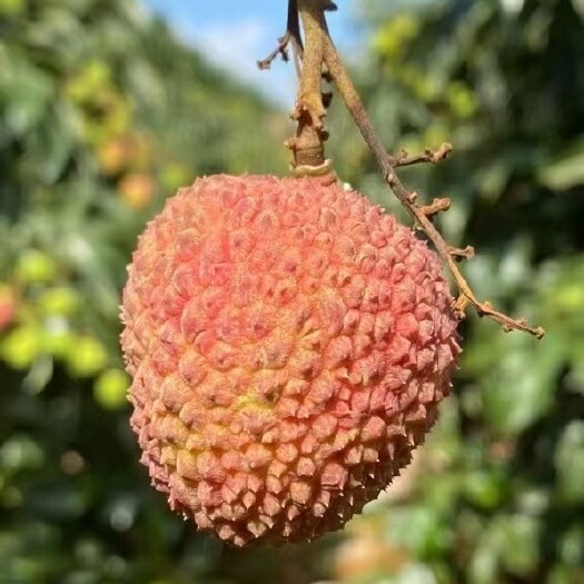 屏边县妃子笑荔枝 云南边境荔枝妃子笑