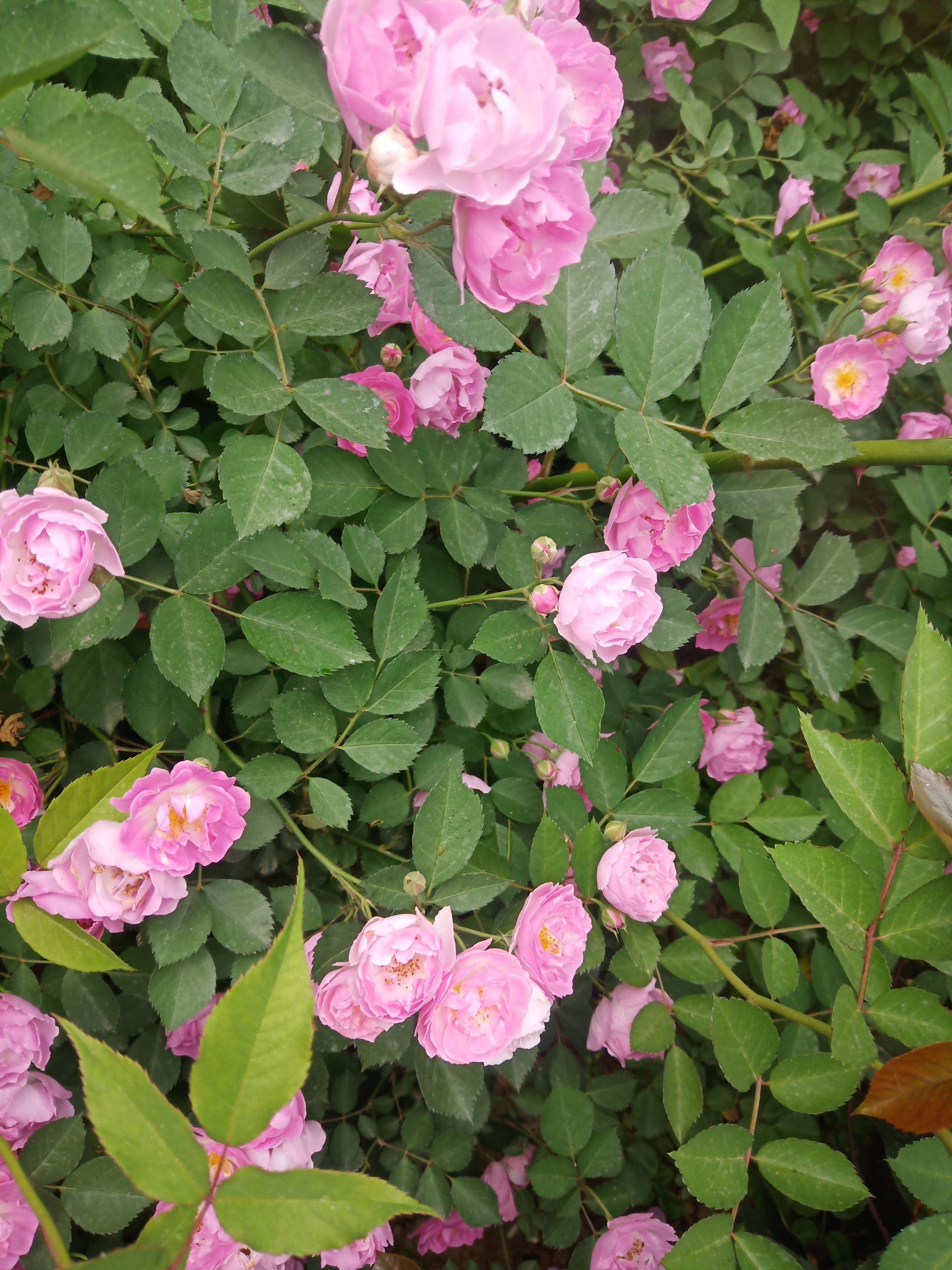 蔷薇 爬蔷薇 红花蔷薇  蔷薇苗 营养杯蔷薇 陕西蔷薇直销