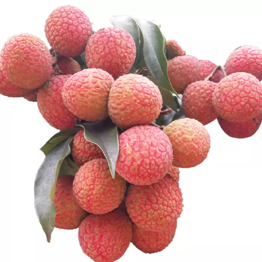 灵山县白糖罂荔枝苗  白糖罂荔枝 无核荔枝苗 早熟品种 产量高 易