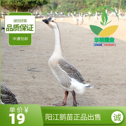 南宁阳江鹅苗 阳江鹅鹅苗，品质保证，诚信经营，包打疫苗可支持全国发货
