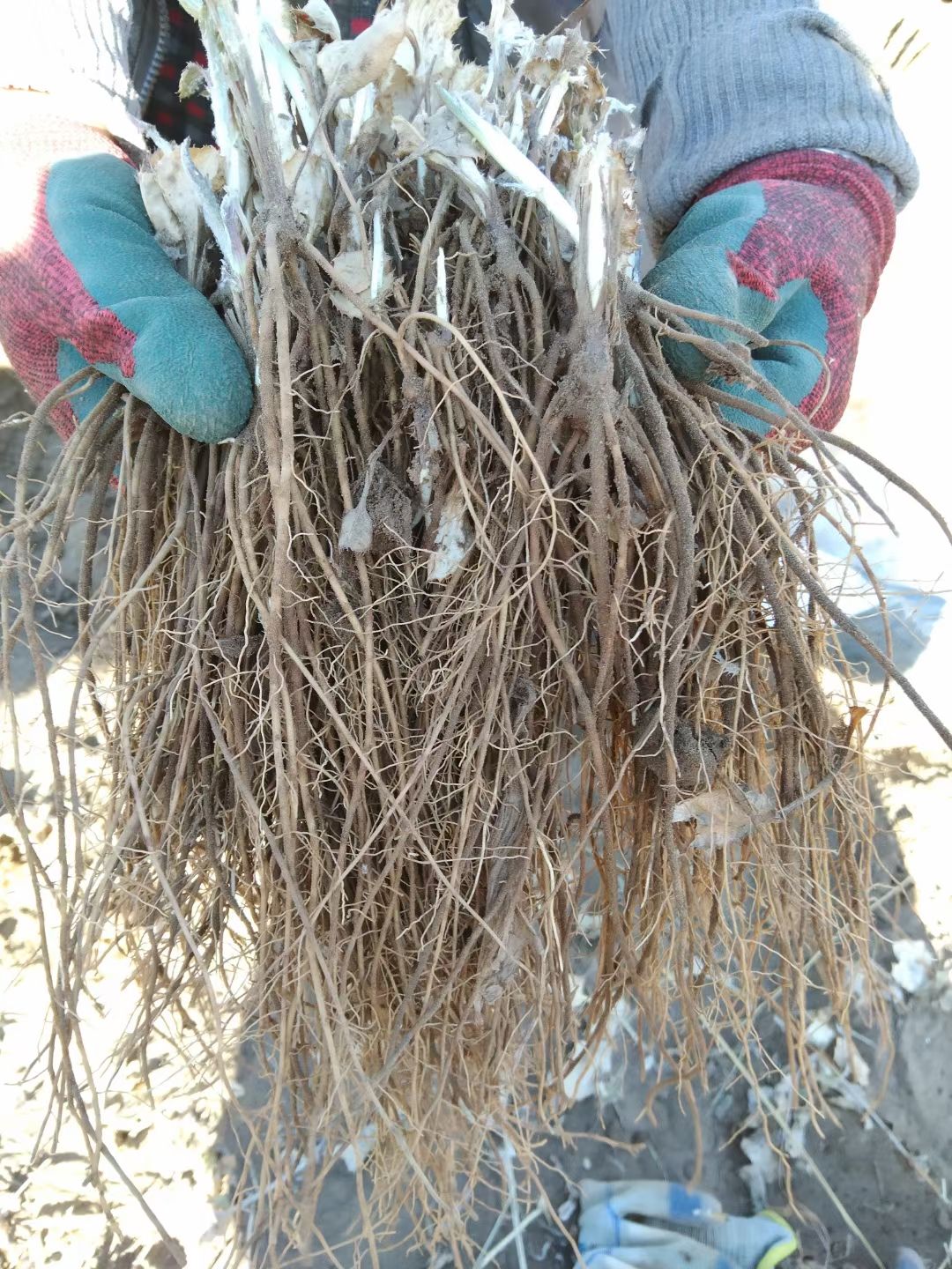苍术种苗 朱砂点北苍术一年苗