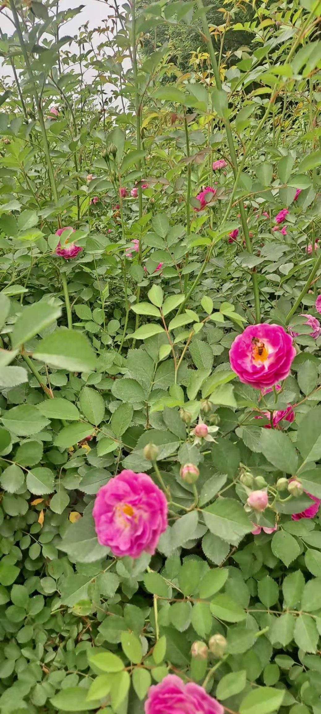 蔷薇 爬蔷薇 红花蔷薇  蔷薇苗 营养杯蔷薇 陕西蔷薇直销