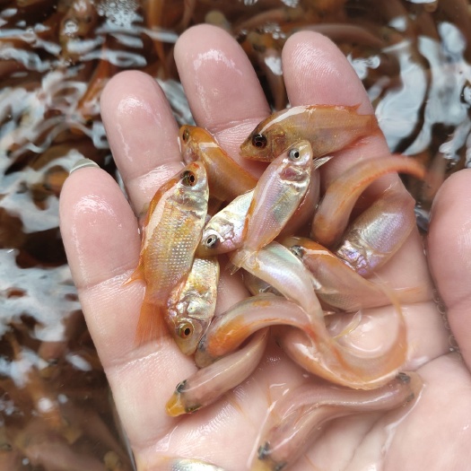 鹤山市红罗非鱼苗  彩虹雕红罗飞鱼苗.量大价格可议