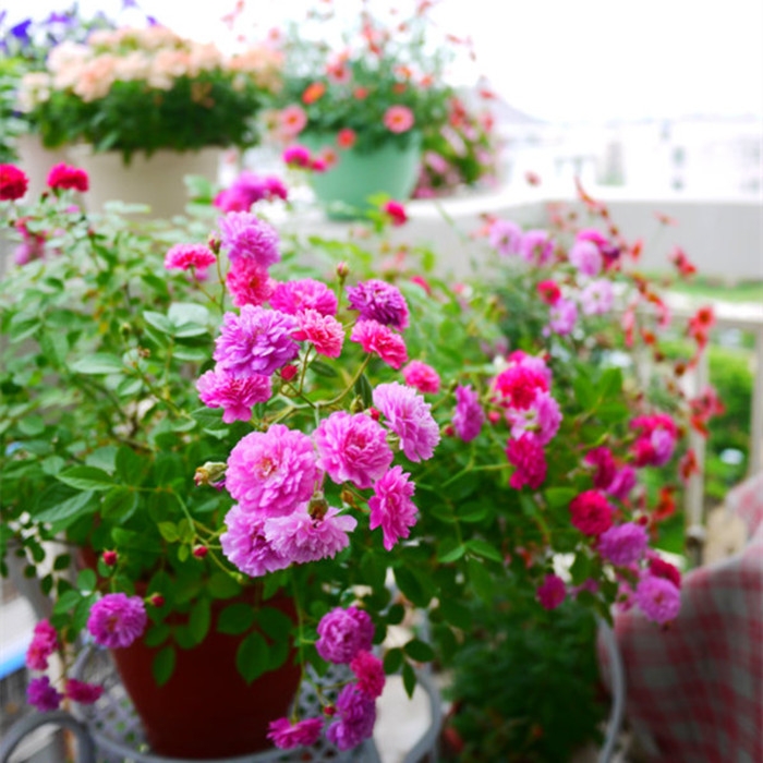 阳台浓香微型月季花苗甜蜜马车玫瑰盆栽花园多花绿植花卉