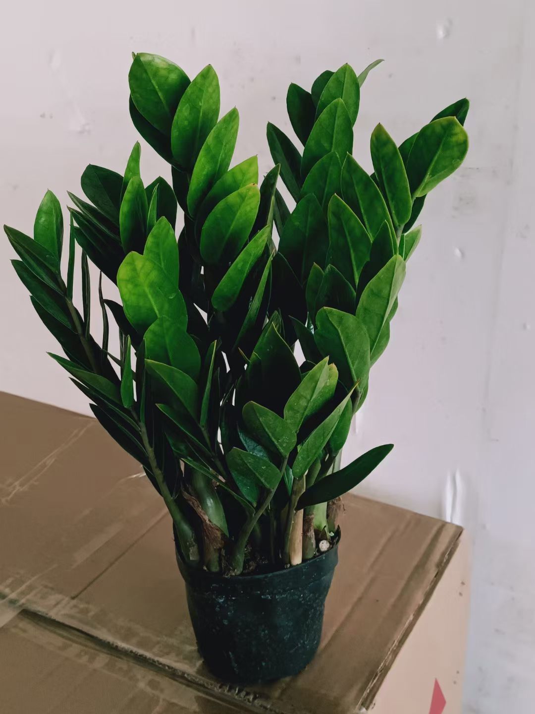 金钱树盆栽  海南基地直销精品