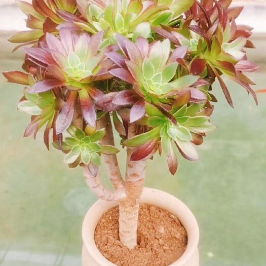 永城市多肉组合 精品法师棚~纯正三色法师，砍头绣球老桩，高度30左右，