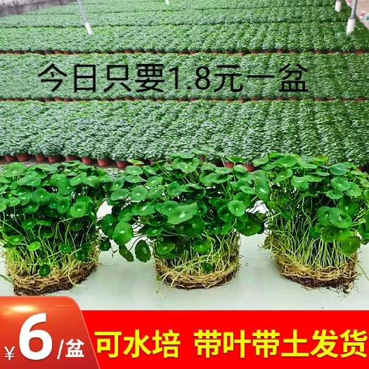 沭阳县铜钱草盆栽  铜钱草绿化工程 鱼塘家庭水培土培好养多年生宿根花卉绿植物