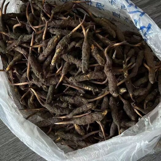 香格里拉云南香格里拉新鲜冬虫夏草