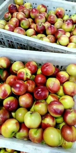 宜城市曙光油桃  各品种油桃大量上市，品质保证