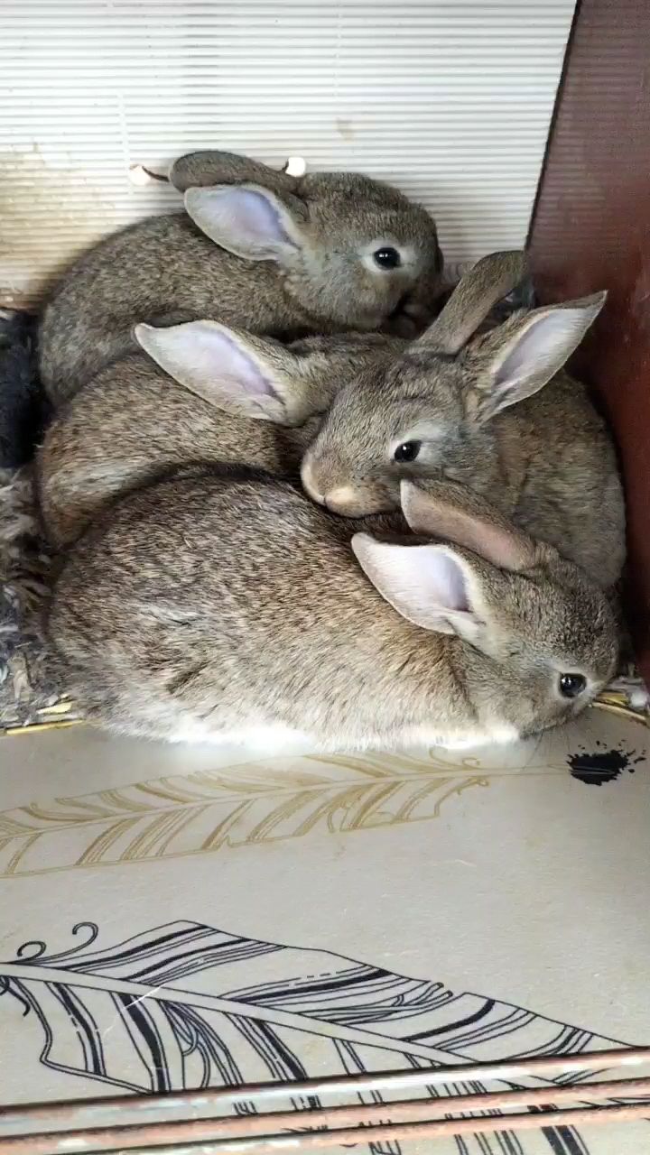 肉兔 山东比利时兔种兔养殖