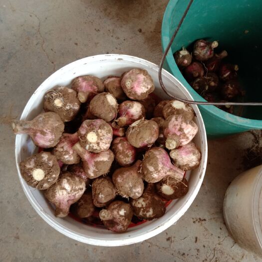 大荔县紫皮蒜  大蒜