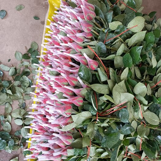 玫瑰切花