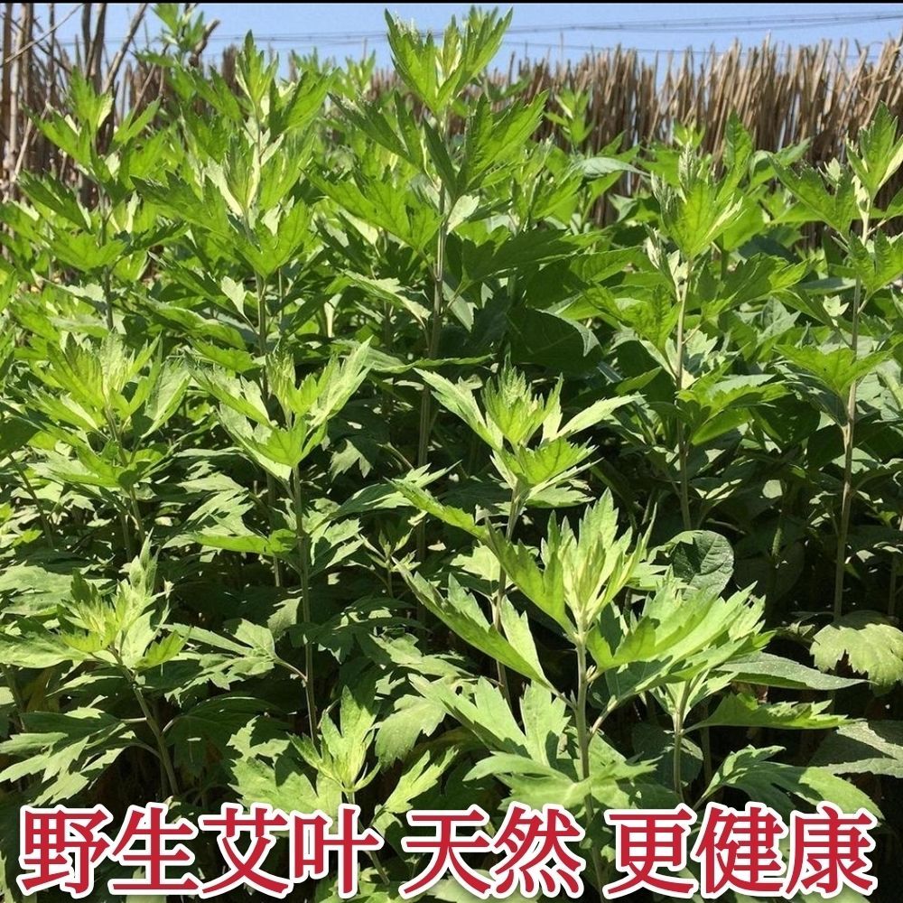 艾草  艾叶，无杆艾叶