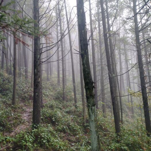 旺苍县 供应香杉原木