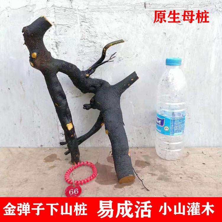  金弹子灌木盆景盆栽生桩