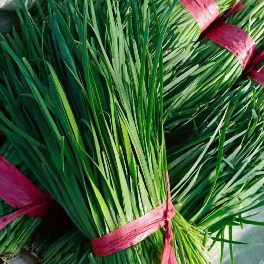 大叶韭菜  韭菜大量上市冷棚头刀韭菜产地直销