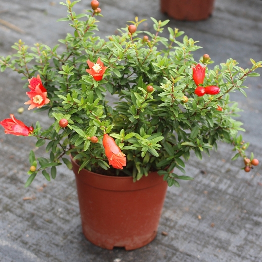 花石榴苗  石榴花盆栽石榴盆景石榴树石榴盆栽植物室内室外阳台