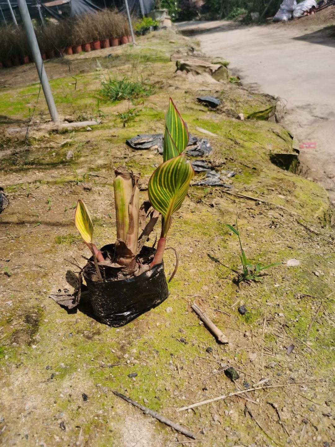 花叶美人蕉     美人蕉