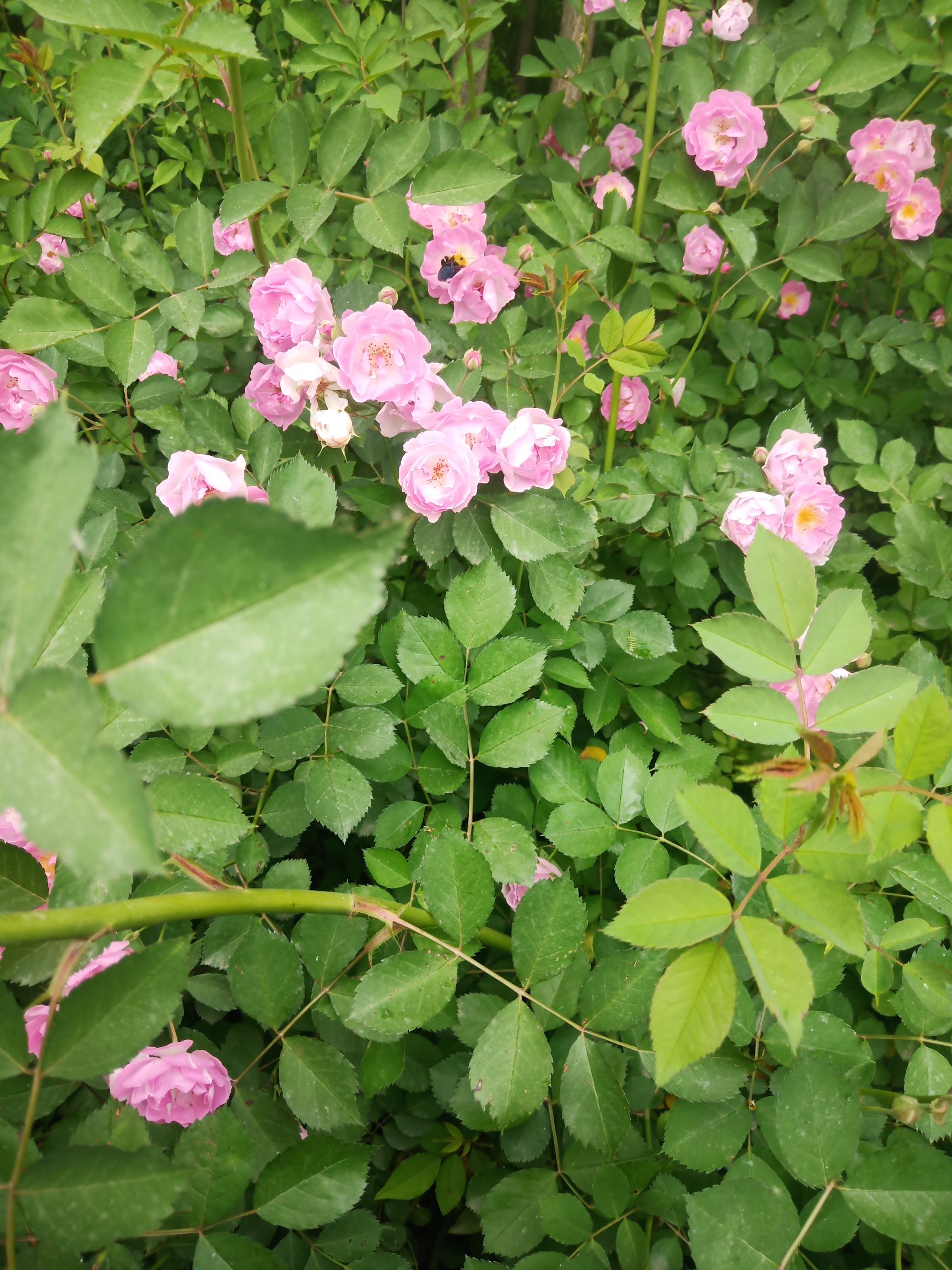 蔷薇 爬蔷薇 红花蔷薇  蔷薇苗 营养杯蔷薇 陕西蔷薇直销