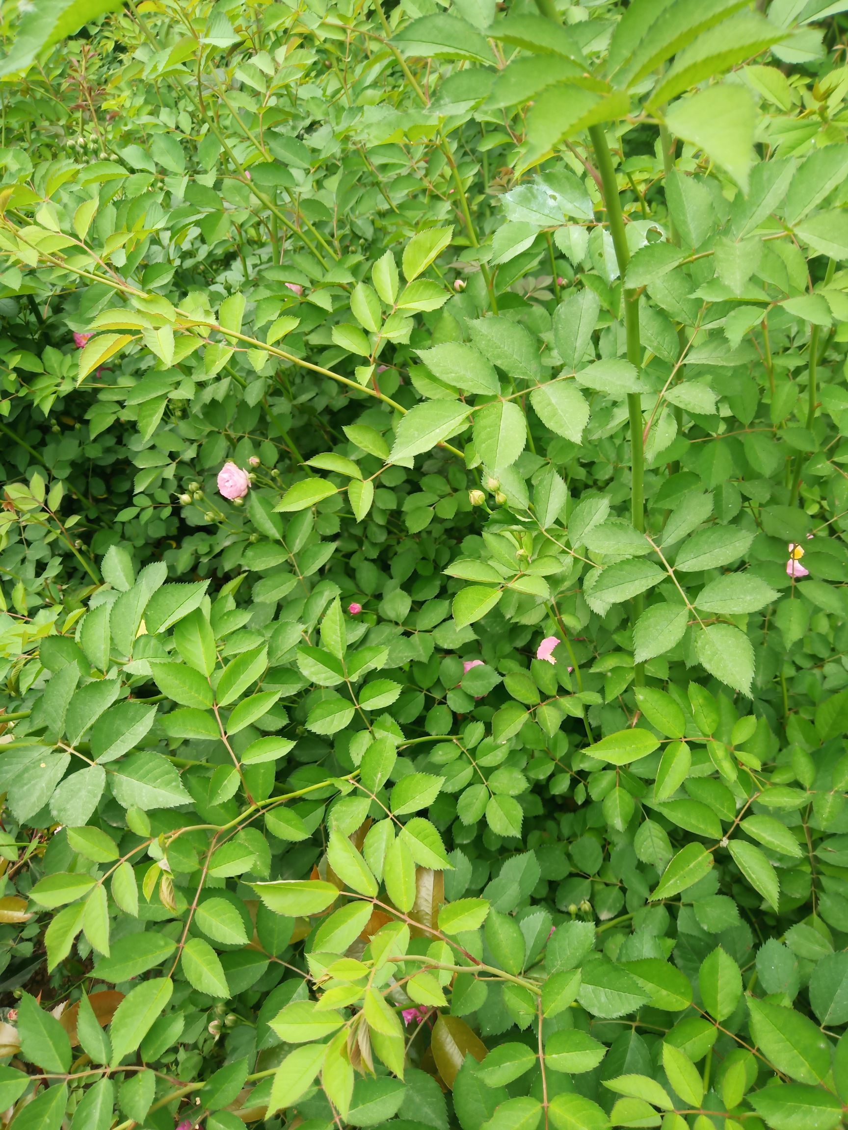 蔷薇 爬蔷薇 红花蔷薇  蔷薇苗 营养杯蔷薇 陕西蔷薇直销