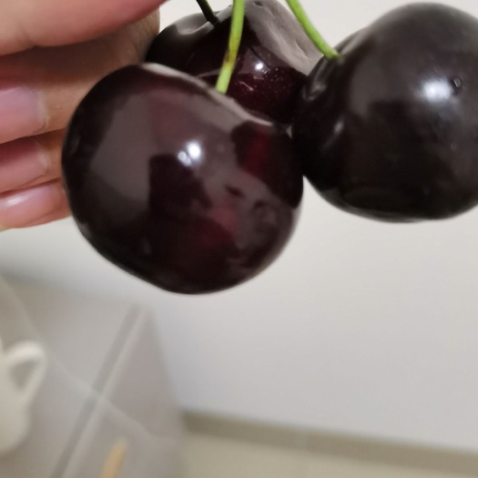 汉源县黑珍珠樱桃  露天种植套袋车厘子大樱桃