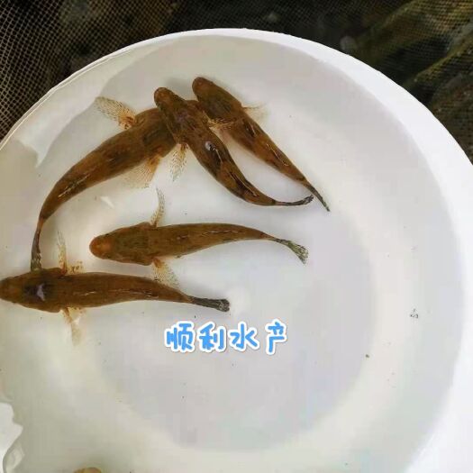 高州市2021笋壳鱼 笋壳鱼苗 泰国笋壳鱼苗 杂交笋壳鱼 苗场批发