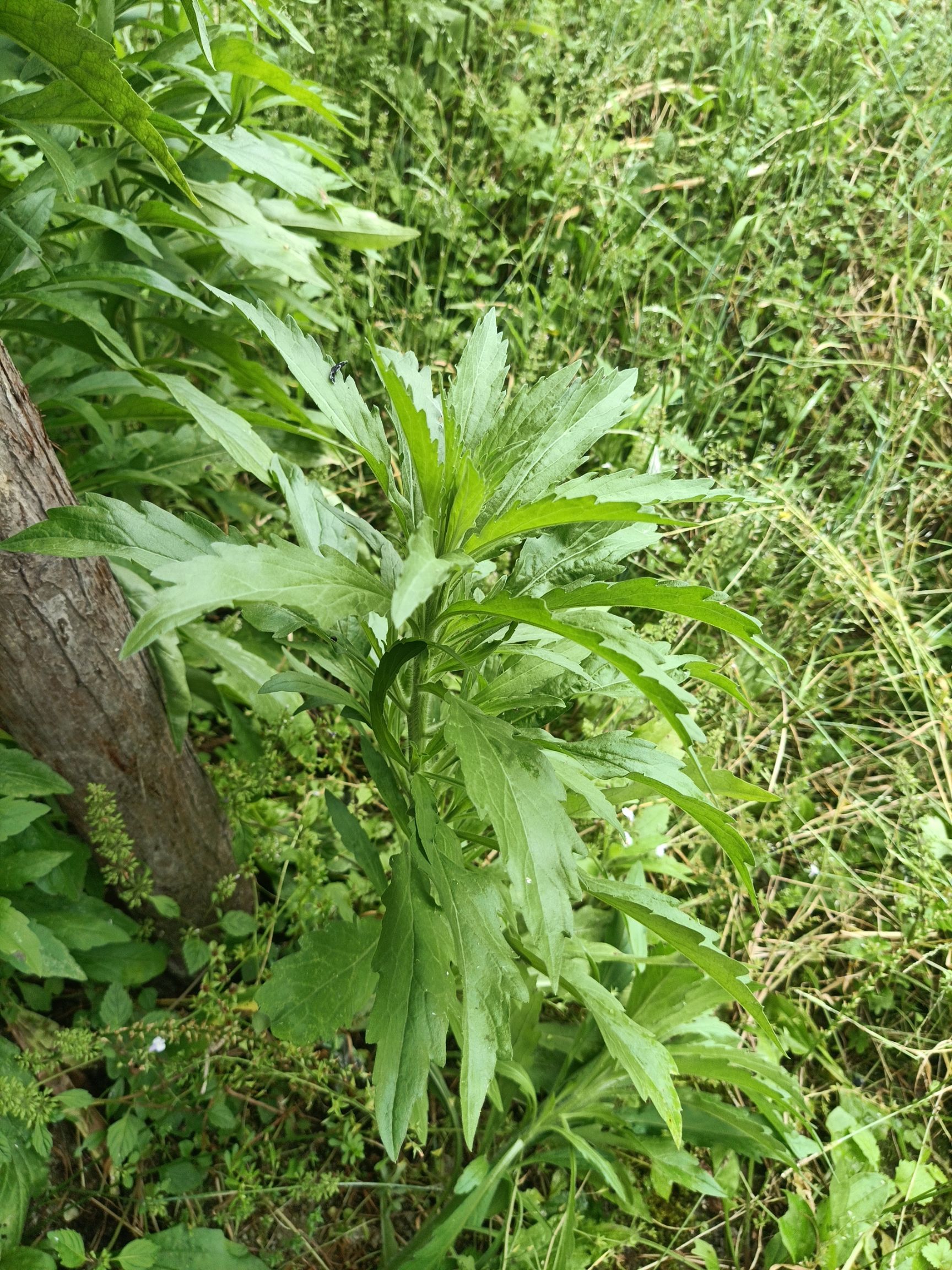  小蓬草