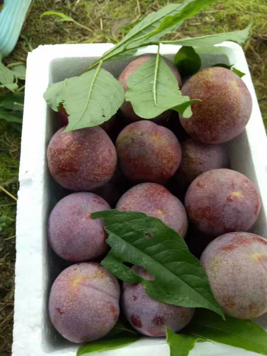 三华李  钱排三华利